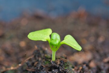 Sticker - sprout of a basil plant