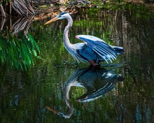 Adorable Great Blue Heron With Open Wings Walking In The Lake