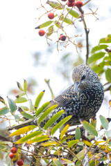 Wall Mural - Common starling bird Sturnus vulgaris eating berries fruit