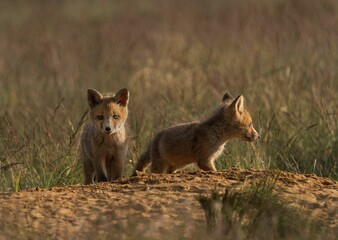 Wall Mural - Selective of kit fox (Vulpes macrotis) in grass