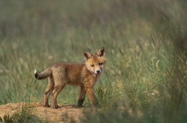 Wall Mural - Selective of a kit fox (Vulpes macrotis) in grass