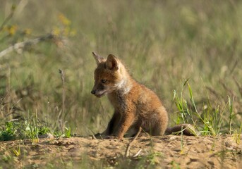 Sticker - Selective of a kit fox (Vulpes macrotis) in grass