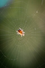 Wall Mural - Orb weaver spider on its web on a blurred background