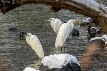 Canvas Print - Beautiful closeup of great egrets standing on a water during the snow