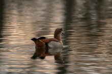 Egyptian Goose Or Nil Goose Swimming In A Lake During The Daytime