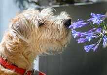 Closeup Of Adorable Soft-coated Wheaten Terrier Sniffing At Lily Of The Nile Flowers