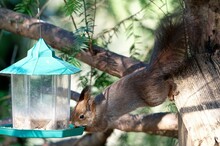 Closeup Shot Of A Cute Brown Squirrel Eating From The Feeder