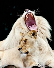 Vertical Shot Of A Male Lion Growling And A Female Lion Sitting Beside
