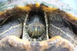 Closeup of a turtle hiding its head in the shell