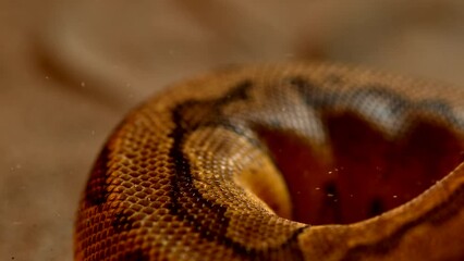 Canvas Print - Beautiful shot of a slowly moving giant snake