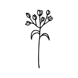 Fototapeta Dmuchawce - Hand drawn herbal, floral clipart. One line doodle vector