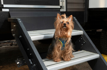 Wall Mural - Purebred Yorkie on steps at an RV campsite