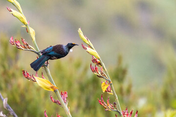 Wall Mural - chatham island tui, prosthemadera novaeseelandiae chathamensis