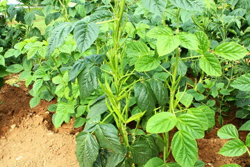 Wall Mural - fresh indian vegetable green cluster beans or guar beans on plant in garden