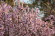 vibrant pink almond tree flower bloom