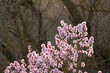 vibrant pink almond tree flower bloom