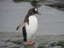 Gentoo Penguin (Pygoscelis Papua) Antarctica