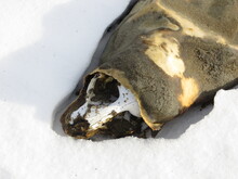 Mummified Seal Taylor Dry Valley McMurdo Sound Antarctica