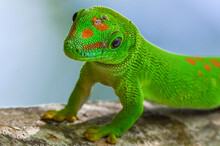 Phelsuma Madagascariensis – Gecko, Madagascar Nature