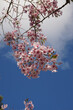 cherry blossom blue sky from below