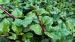 Malabar spinach or Basella alba with rain drop 