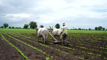 Wall Mural - Indian farmer working green pigeon peas field with bullock.