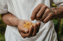  Seed On Hand,Seeding,Seedling,Agriculture. Rice Seed