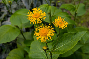 Canvas Print - yellow flowers of Telekia speciosa blooming in summer.