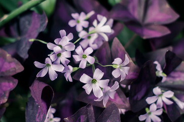 Wall Mural - Decorative plant Triangularis with purple leaves and light flowers.