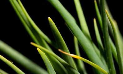 Canvas Print - Green onion isolated on black background.