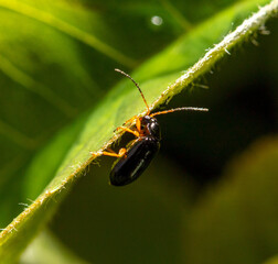 Sticker - Beetle on a green leaf in nature.