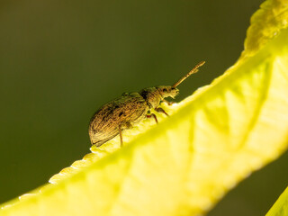 Sticker - Beetle on a green leaf in nature.