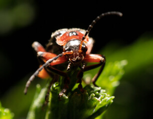 Sticker - Beetle on a green leaf in nature.