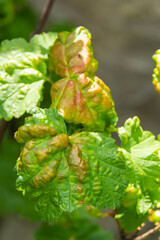 Wall Mural - Aphids curled foliage, close up Leaf curled on cherry tree, Prunus sp, caused by Black cherry aphid, black cherry aphid attack under side of leaves