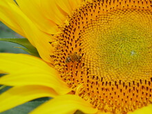 ひまわりと蜂　sunflower&Bee