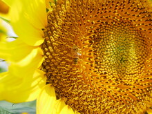 ひまわりと蜂　sunflower&Bee