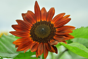 Wall Mural - I went to a beautiful sunflower field last weekend