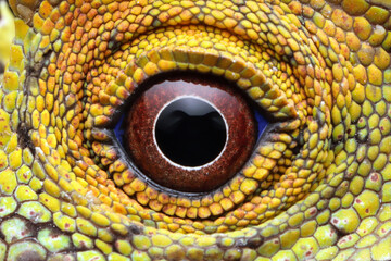 Wall Mural - Eyes of lizard forest dragon, reptilian closeup eyes