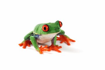 Wall Mural - red-eyed tree frog on white background, red-eyed tree frog (agalychnis callidryas) closeup