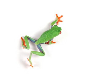 Wall Mural - red-eyed tree frog on white background, red-eyed tree frog (agalychnis callidryas) closeup