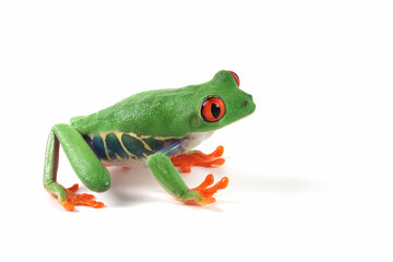 Wall Mural - red-eyed tree frog on white background, red-eyed tree frog (agalychnis callidryas) closeup