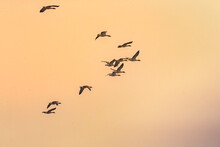 A Group Of Greylag Goose In Flight