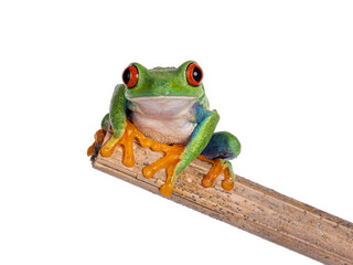 Vibrant Red-eyed tree frog aka Agalychnis callidryas, sitting facing front on edge of wooden stick. Looking towards camera with the typical bright eyes. Isolated on a white background.