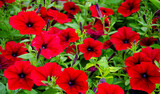 Fototapeta Maki - floral background. flowers red petunia