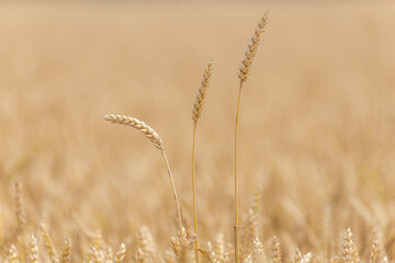 Wall Mural - Selective focus of golden yellow grain on the field, Triticum aestivum common bread wheat, Ripe ears of green rye in the farm in summer, Agriculture industry in countryside, Nature pattern background.