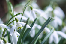 Snowdrop Flowers In Bloom Close Up, Blooming In The Sunshine In The Spring Garden, New Life And Hope Concept