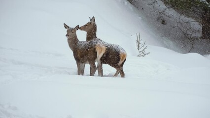 european roe deer in the carpathian mountains in winter