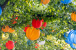 viele bunte Lampions hängen an den Ästen eines Baumes Party Feiern