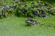 Cute green frog in algae