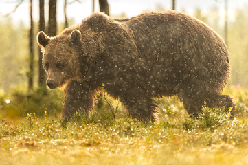 Wall Mural - brown bear walking in the rain